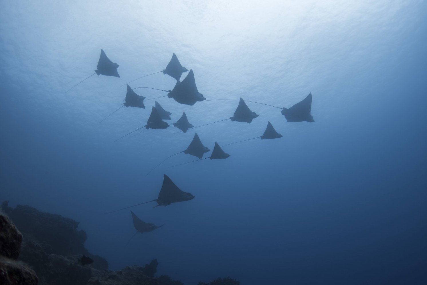 Eagle rays in Mauritius are often seen in our waters