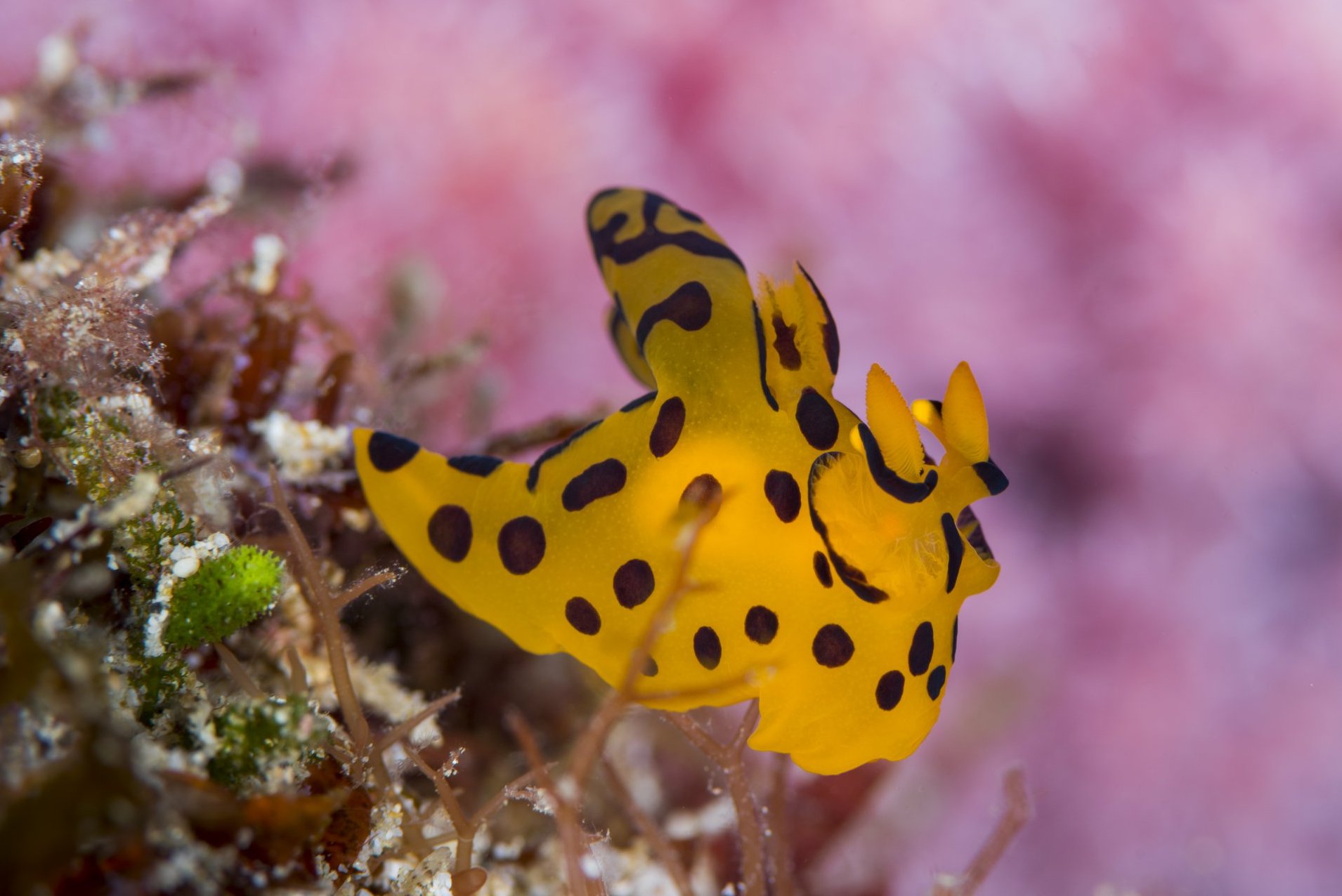 Pokemon Nudibrunch in Mauritius underwater Tauchen Mauritius