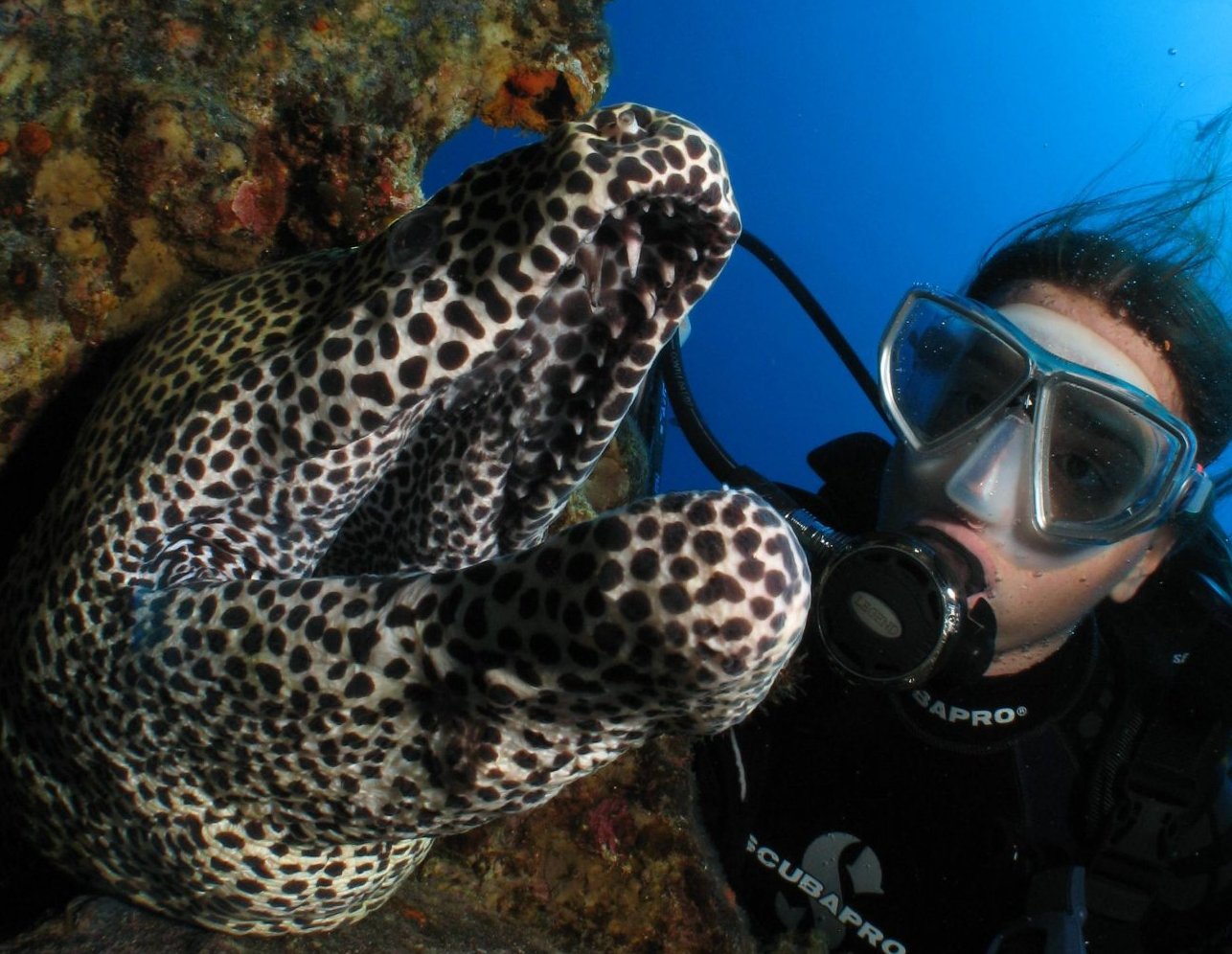 Galerie de photos sous marine Bilder Mauritius Unterwasser SeaUrchin UW Pics Mauritius SeaUrchin Diving Center Gallery