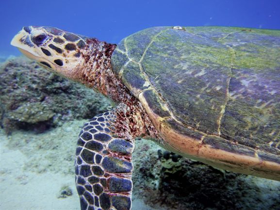 karett schildkröte in Mauritius, meeresschildkröte